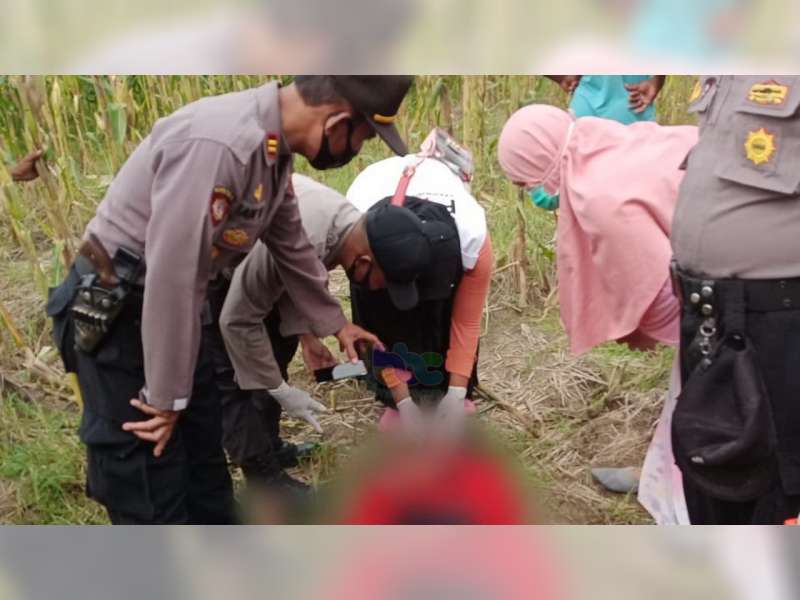 Seorang Warga Kanor Bojonegoro Ditemukan Meninggal Dunia saat Cari Pakan Ternak di Sawah