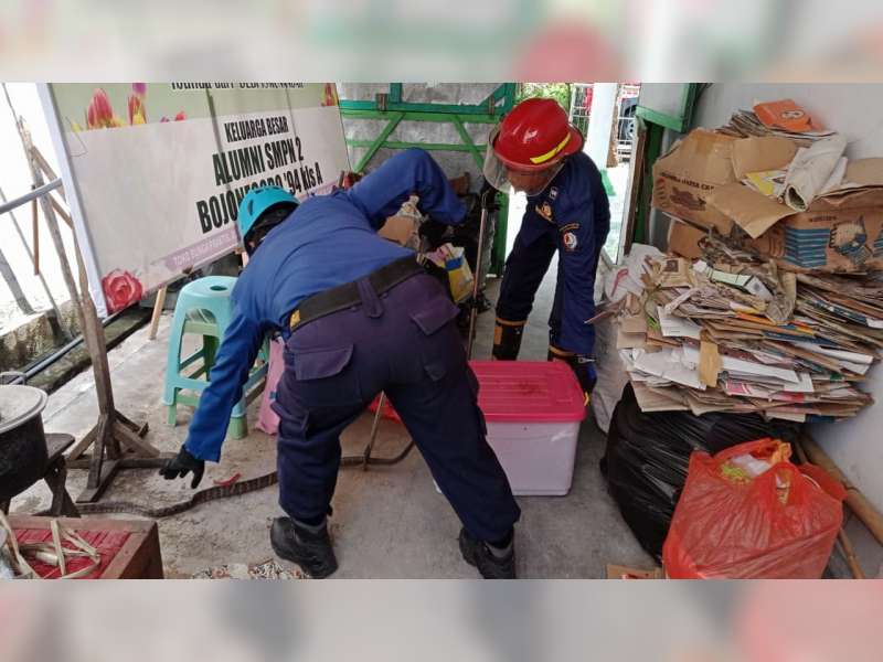 Memasuki Musim Penghujan, Warga Masyarakat di Bojonegoro Diimbau Waspadai Ular Berbisa