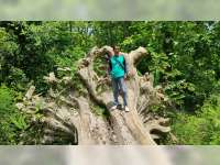 Pohon Jati Berusia Ratusan Tahun di Hutan Blora Roboh, Rencananya Akan Dijadikan Maskot
