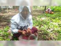 Musim 'Enthung' Tiba, Warga di Pinggiran Hutan Jati Bojonegoro Meraup Berkah