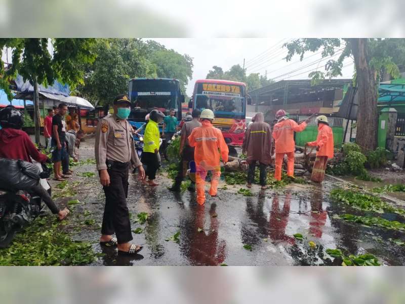 Pohon Penghijauan di Baureno Bojonegoro Roboh di Badan Jalan, Arus Lalu Lintas Tersendat