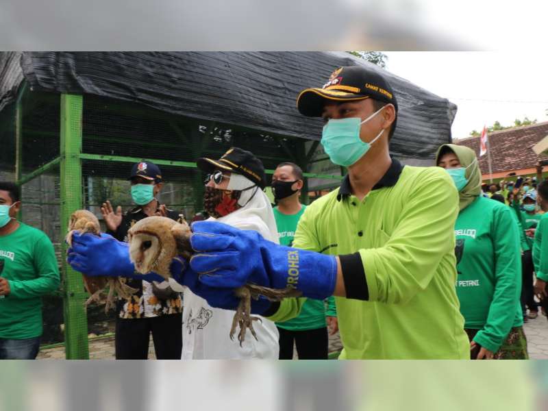 Petani di Kedewan Bojonegoro Kendalikan Hama Tikus Secara Alami Dengan Burung Hantu