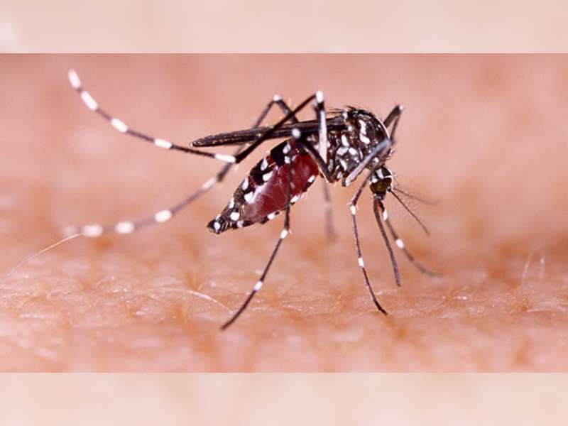 Hingga November 2020, Kasus DBD di Blora Capai 119 Orang, 2 Orang Meninggal Dunia