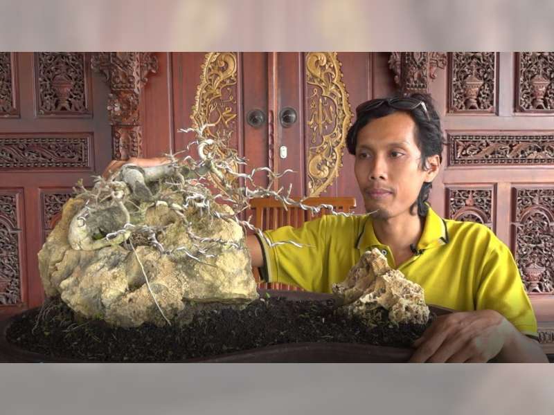 Masa Pandemi COVID-19, Seni Bonsai Kembali Diminati Warga Blora