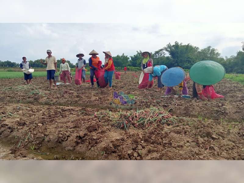 Harga Bawang Merah Merosot, Petani di Kedungadem Bojonegoro Merugi