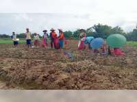 Harga Bawang Merah Merosot, Petani di Kedungadem Bojonegoro Merugi