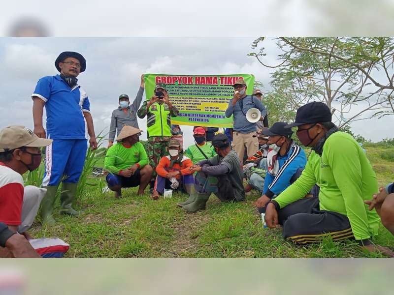 Program 'Gropyokan', Pemdes Tumbrasanom Kedungadem Bojonegoro Beli Tikus Rp 1.000 Per Ekor