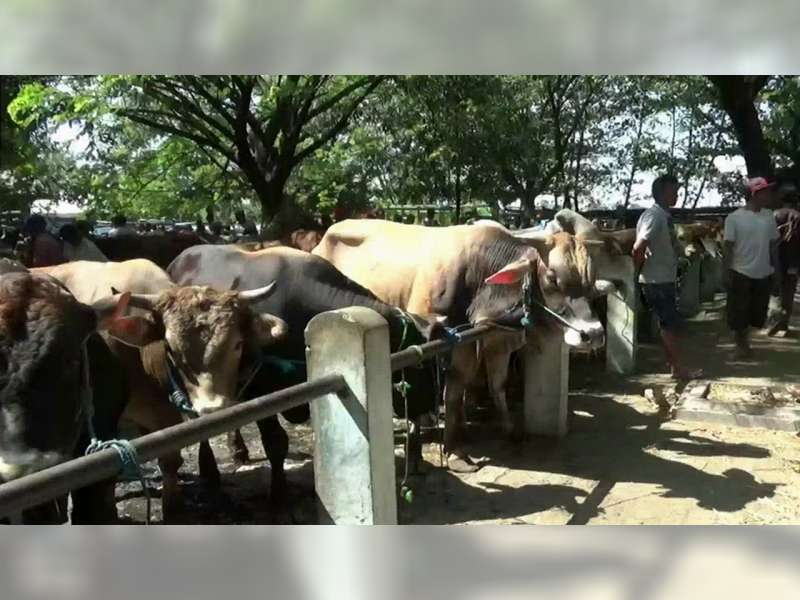 Pasar Hewan Bojonegoro Kota Segera Direlokasi di Desa Kedungbondo Kecamatan Balen