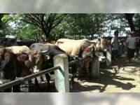 Pasar Hewan Bojonegoro Kota Segera Direlokasi di Desa Kedungbondo Kecamatan Balen