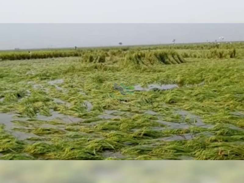 Ribuan Hektare Tanaman Padi di Bojonegoro Terendam Banjir, 498 Hektare Terancam Puso