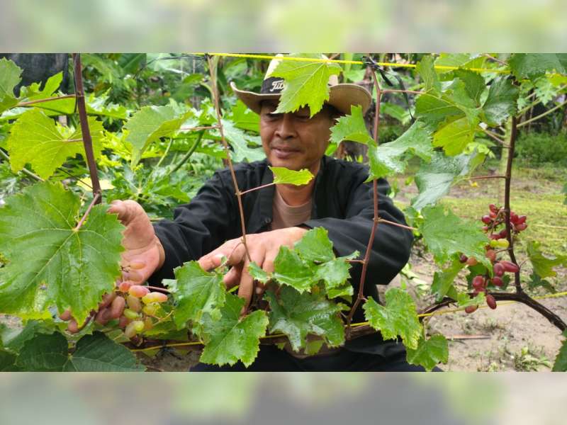 Baru 6 Bulan Tanam Anggur, Warga di Blora Ini Sudah Hasilkan Puluhan Juta Rupiah