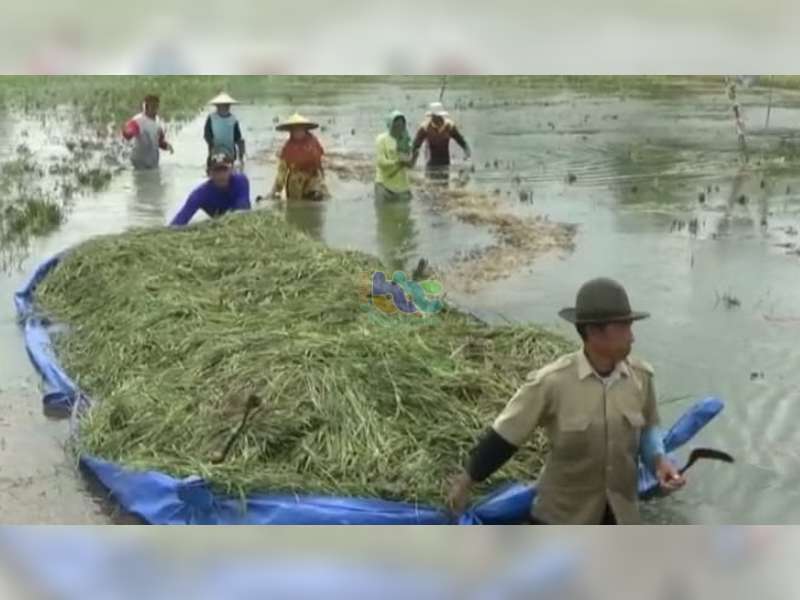 Sepanjang 2021, 2.733 Hektare Tanaman Padi di Bojonegoro Terendam Banjir, 546 Hektare Puso