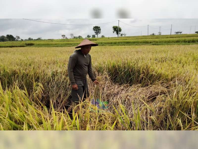 Puluhan Hektare Padi Warga Desa Wotanngare, Kalitidu, Bojonegoro, Diserang Hama Wereng