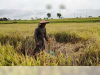 Puluhan Hektare Padi Warga Desa Wotanngare, Kalitidu, Bojonegoro, Diserang Hama Wereng