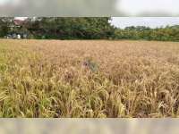 Puluhan Hektare Padi Petani di 6 Desa di Kecamatan Ngasem, Bojonegoro, Diserang Hama