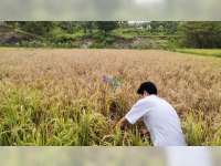 320 Hektare Tanaman Padi Petani di 15 Kecamatan di Bojonegoro Diserang Hama Wereng