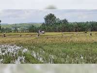 Jelang Panen Raya, Harga Gabah di Tingkat Petani di Bojonegoro Turun