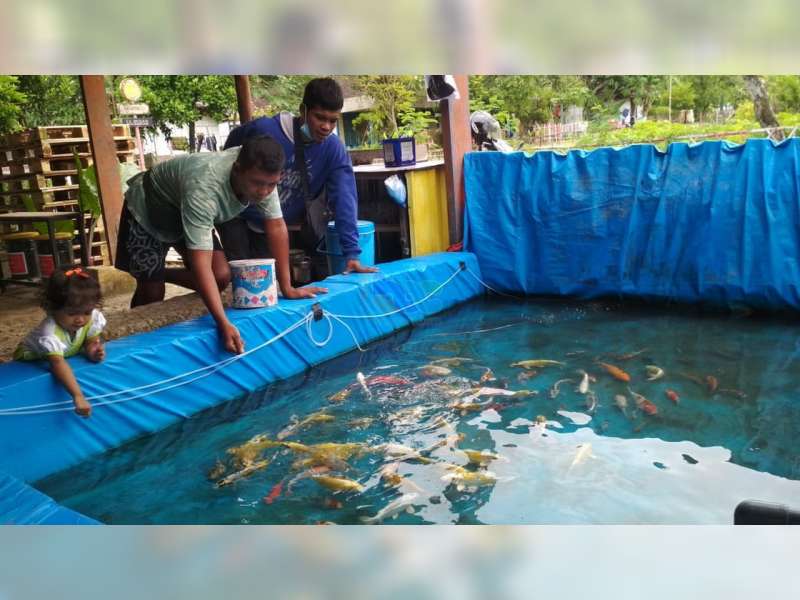 Dampak COVID-19, Peternak Ikan Koi asal Sukosewu, Bojonegoro Ini Penjualannya Meningkat