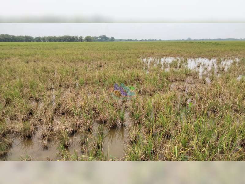 Diserang Hama, Puluhan Hektare Padi Petani Desa Rendeng, Malo, Bojonegoro, Gagal Panen