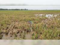 Diserang Hama, Puluhan Hektare Padi Petani Desa Rendeng, Malo, Bojonegoro, Gagal Panen