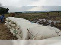 Petani di Desa Sudah, Malo, Bojonegoro, Keluhkan Harga Gabah yang Terus Anjlok