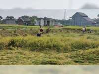 Petani Blora Keluhkan Anjloknya Harga Gabah dan Tolak Impor Beras