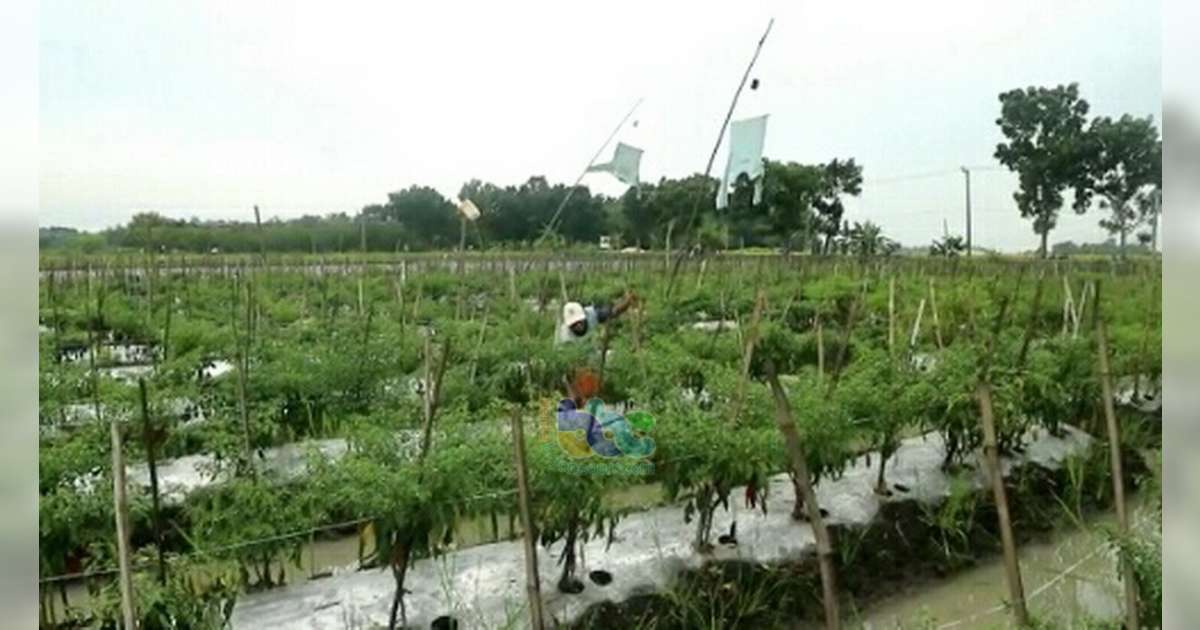 Diserang Penyakit, Produksi Cabai Merah Besar Petani di Bojonegoro