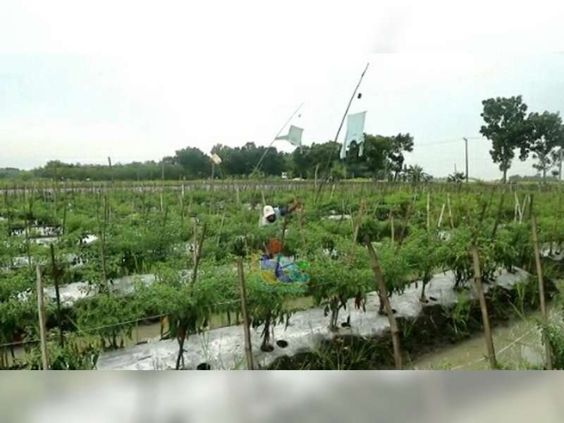 Diserang Penyakit, Produksi Cabai Merah Besar Petani di Bojonegoro Menurun Drastis