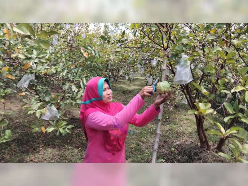 Panen Melimpah, Petani Jambu Kristal di Trucuk, Bojonegoro, Raup Pendapatan Jutaan Rupiah