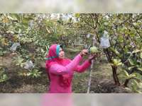 Panen Melimpah, Petani Jambu Kristal di Trucuk, Bojonegoro, Raup Pendapatan Jutaan Rupiah