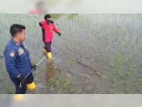 Seekor Buaya Ditemukan di Tengah Sawah Desa Jono, Temayang, Bojonegoro