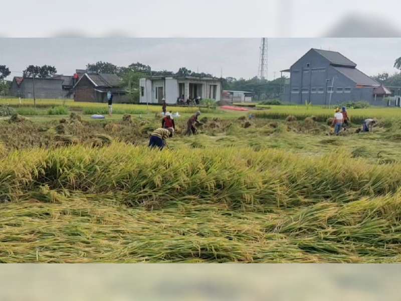 Produksi Gabah Melimpah, Petani Blora Harap Pemerintah Batalkan Impor Beras