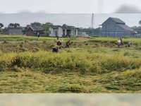 Produksi Gabah Melimpah, Petani Blora Harap Pemerintah Batalkan Impor Beras