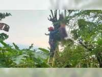Tersengat Listrik, Warga Trucuk, Bojonegoro, Meninggal Dunia Menggantung di Atas Pohon Jati