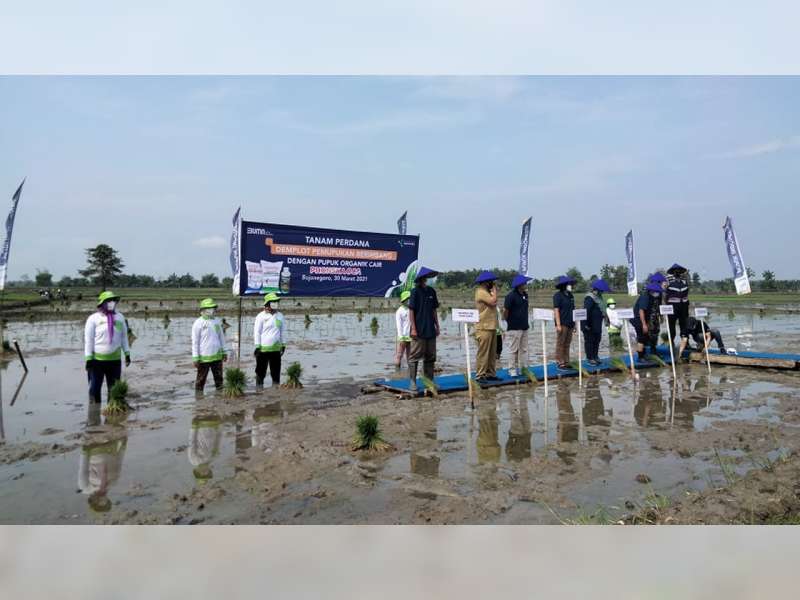 Pupuk Indonesia Uji Coba Pupuk Subsidi Phonska Oca di Bojonegoro