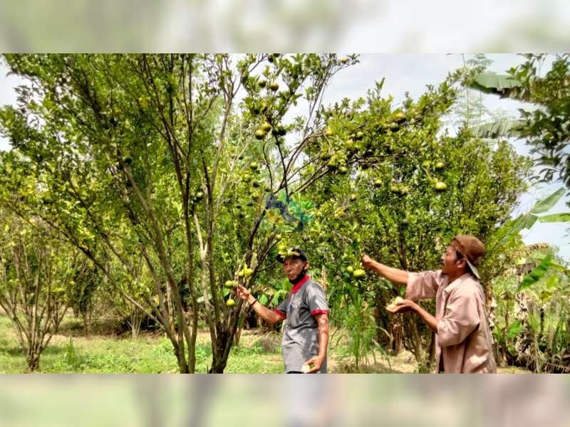 Desa Ngunut, Dander, Bojonegoro, Berupaya Kembangkan Agrowisata Jeruk Keprok
