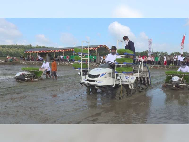 Kementerian Pertanian Lakukan Riset Pengembangan Padi Lahan Sawah Tadah Hujan di Blora