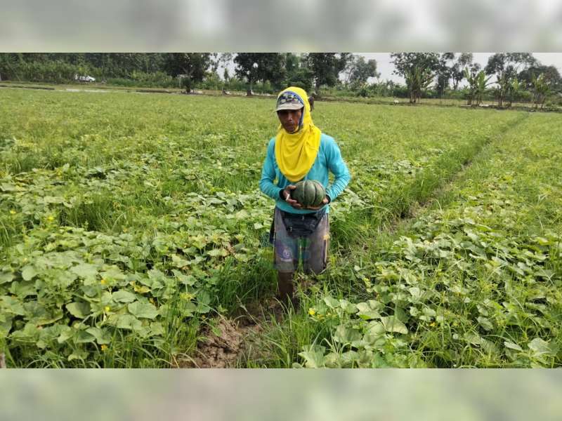Jelang Ramadan, Petani Blewah di Desa Kadungrejo, Baureno, Bojonegoro, Raup Berkah