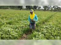 Jelang Ramadan, Petani Blewah di Desa Kadungrejo, Baureno, Bojonegoro, Raup Berkah