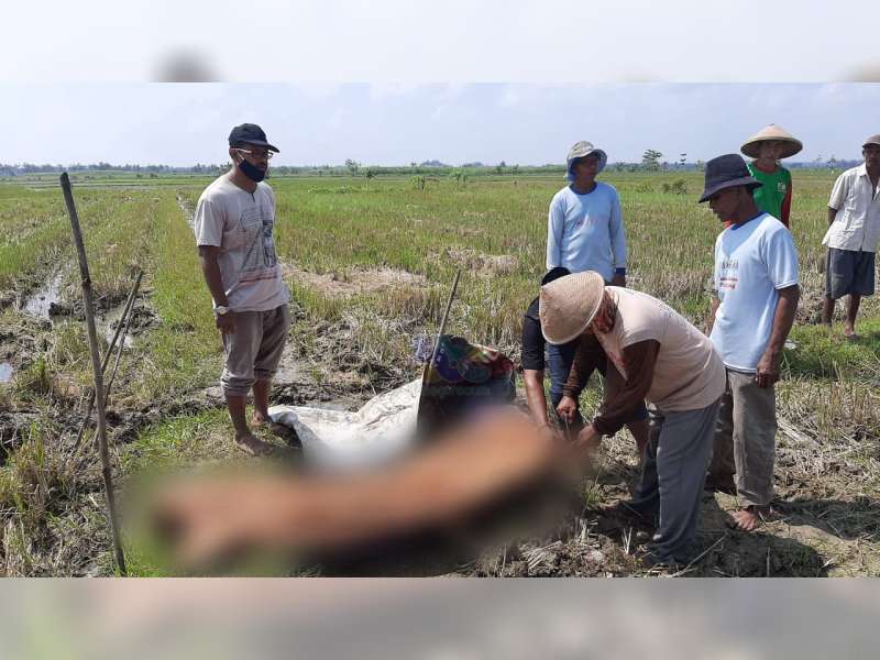 Diduga Serangan Jantung, Petani di Malo, Bojonegoro, Meninggal Dunia di Sawah