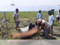 Diduga Serangan Jantung, Petani di Malo, Bojonegoro, Meninggal Dunia di Sawah