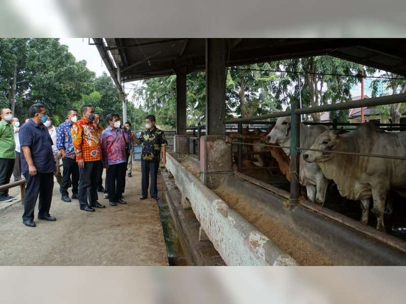 Maksimalkan Potensi Peternakan Sapi, Pemkab Blora Jajaki Kerja Sama dengan PD Dharma Jaya