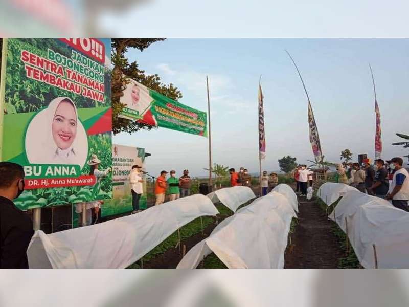 Bupati Bojonegoro Serahkan Bantuan Bibit Tembakau Jawa pada Petani di Desa Ngujung