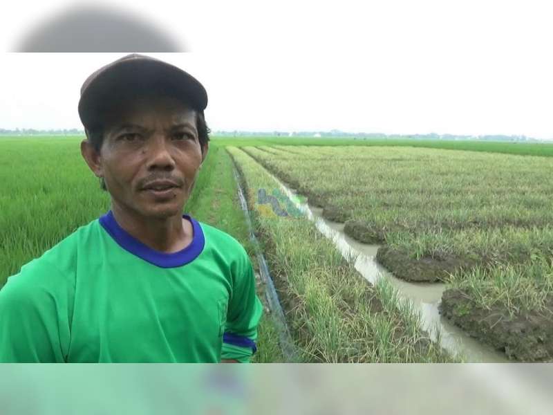 Hama Ulat Serang Tanaman Bawang Merah Milik Petani di Sumberrejo, Bojonegoro