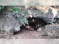 Menengok Potensi Goa Lowo di Kawasan Hutan Desa Bobol, Kecamatan Sekar, Bojonegoro