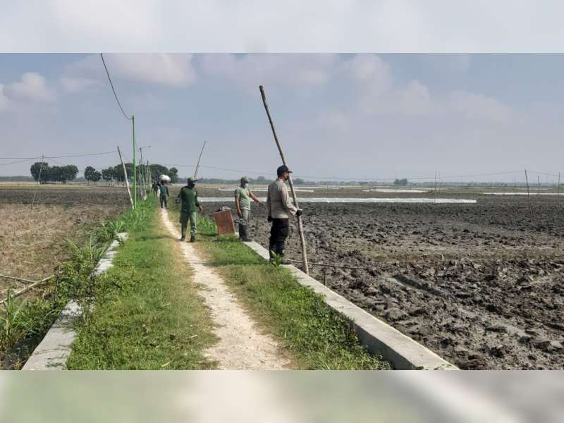 Polsek Kanor, Bojonegoro, Gelar Razia Kabel Listrik Jebakan Tikus di Sawah Pentani