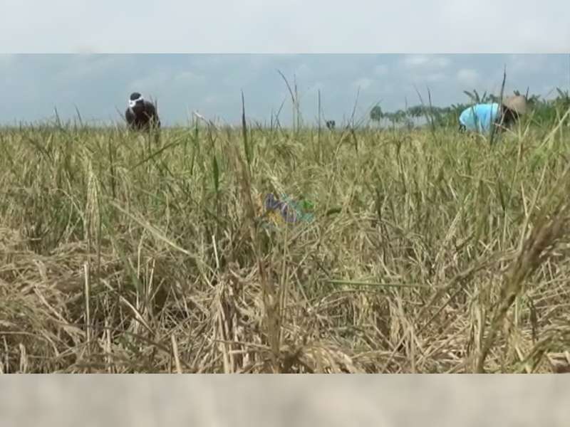 Kemarau Datang Lebih Awal, Tanaman Padi Petani di Kepohbaru, Bojonegoro, Alami Kekeringan