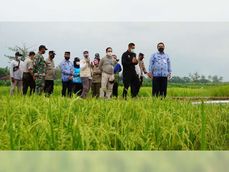 Kementerian Pertanian Apresiasi Keberhasilan Riset Pengembangan Padi di Blora