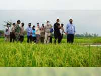 Kementerian Pertanian Apresiasi Keberhasilan Riset Pengembangan Padi di Blora