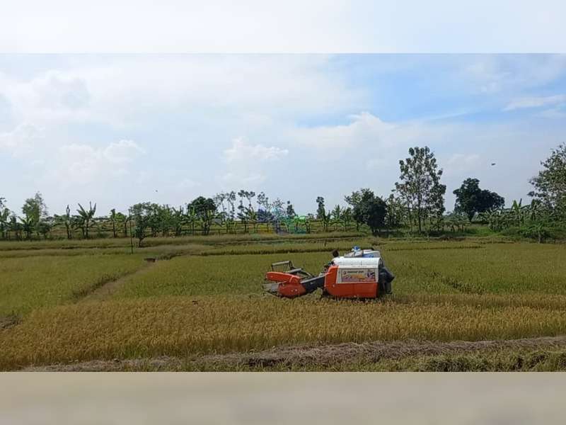 Petani di Desa Kunci, Dander, Bojonegoro Keluhkan Harga Gabah yang Terus Anjlok